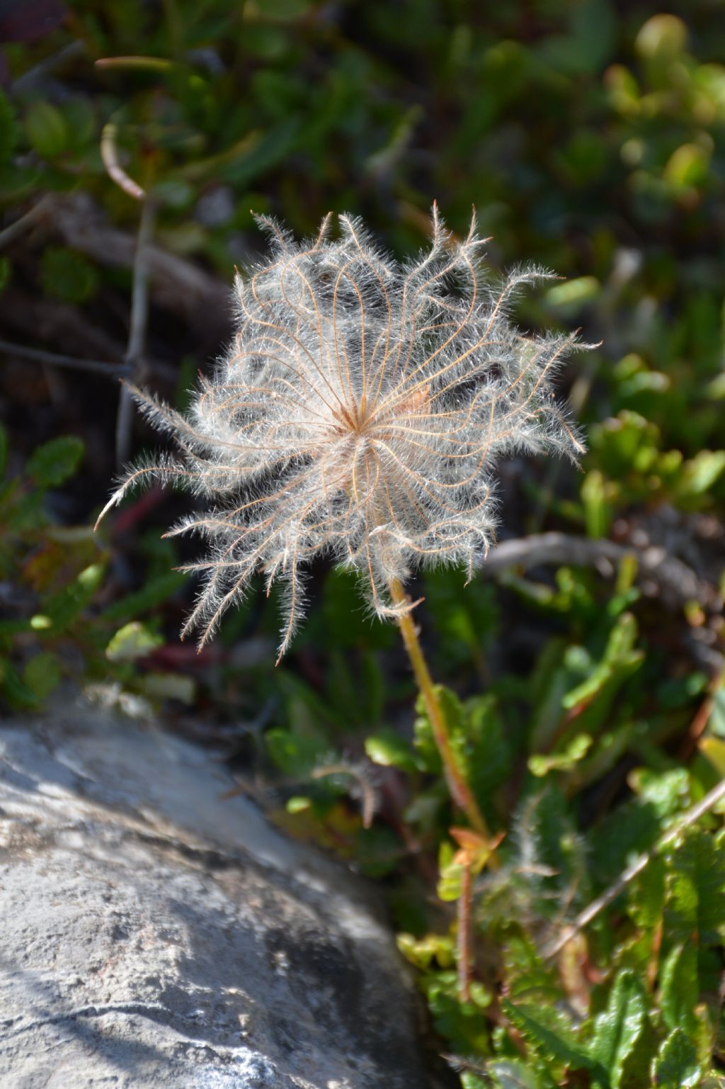 Dryas octopetala / Camedrio alpino (infruttescenza)